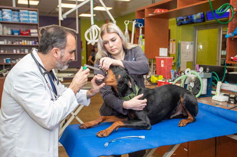 dog check-up with vet