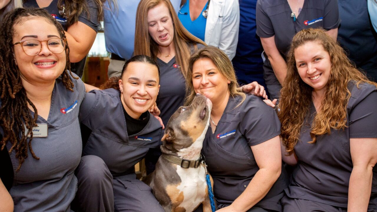 Message Success | Brandon Lakes Animal Hospital