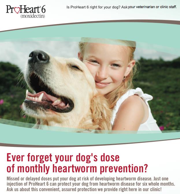 ProHeart 6 Heartworm preventative infographic