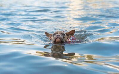 Five Suggestions for Ensuring Safe Aquatic Activities With Your Pet
