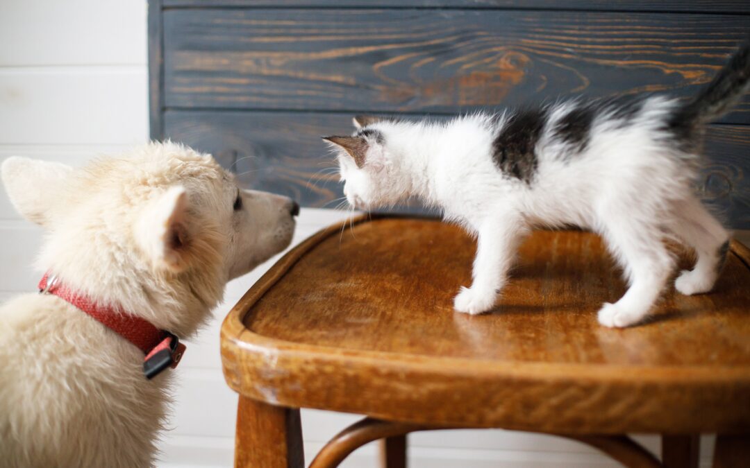 Puppy and kitten sniffing each other