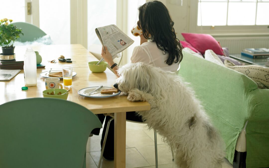 A shaggy white dog standing on its hind legs, reaching for food on a dining table, as a woman reads a newspaper nearby